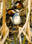 BB 05 0099 / Podiceps cristatus / Toppdykker